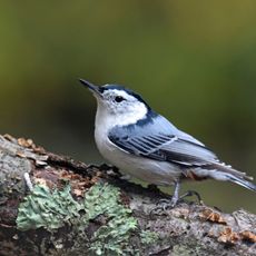 close up of white breasted nuthatch on tree branch 