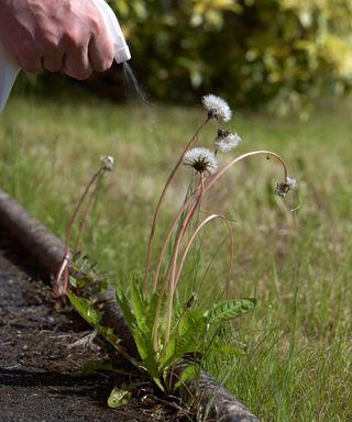 man spraying a dandelion plant with a hand held weedkiller spray in the uk