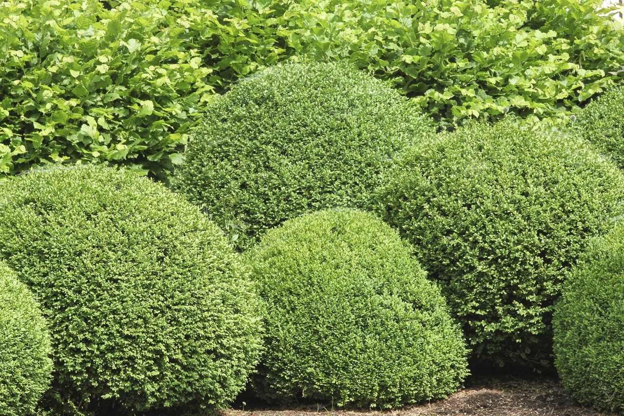 Spherical Boxwood Shrubs