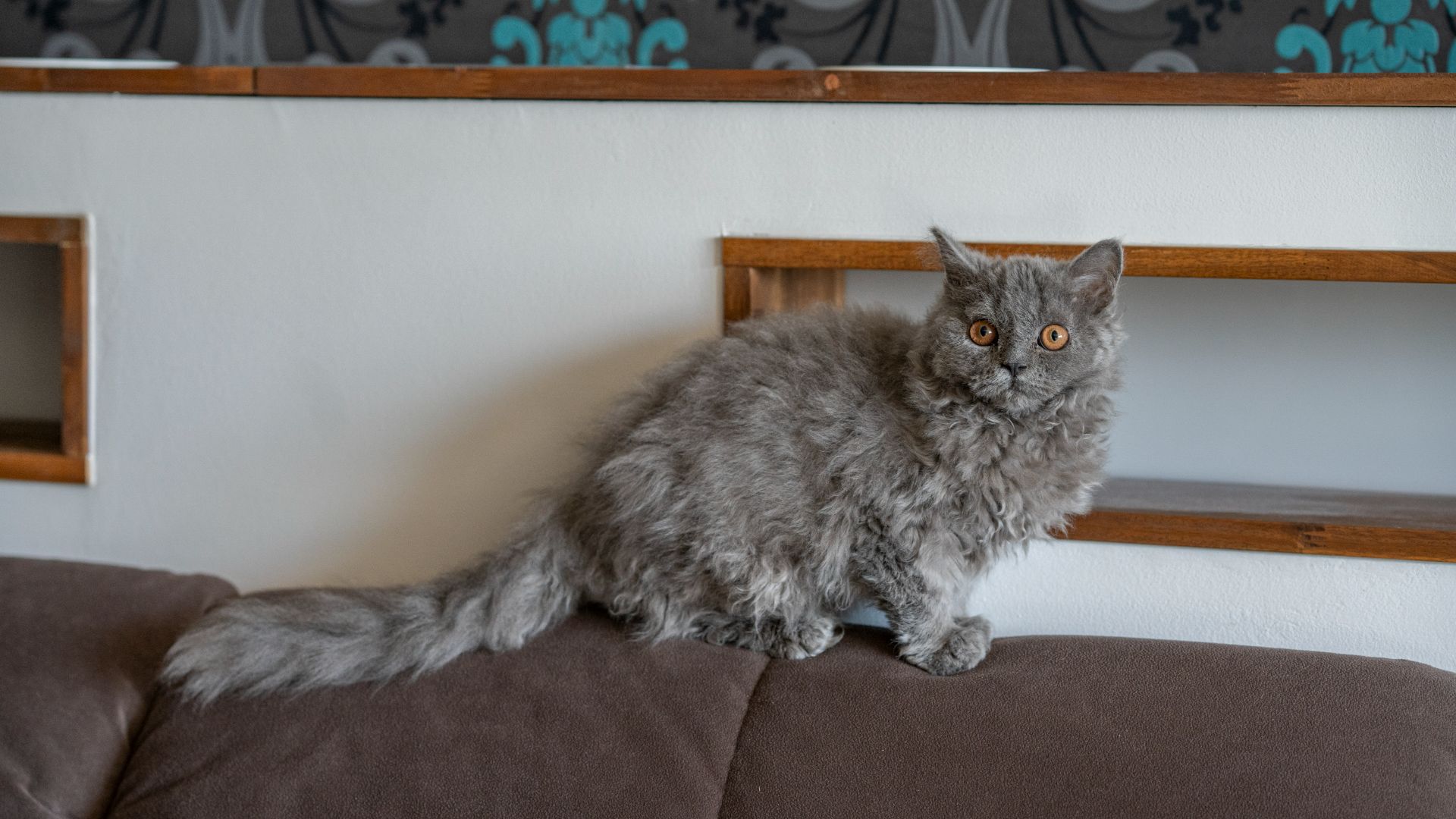 fluffy wild looking grey cat with bushy tail on the back of the couch