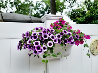 A white fence with a fence planter attached the post with blooming flowers