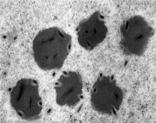 Viral particles of a baculovirus