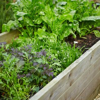 vegetable plants of june in a white wooden box