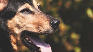 Dog sticks out tongue in the heat