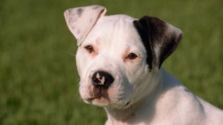 American Bulldog puppy