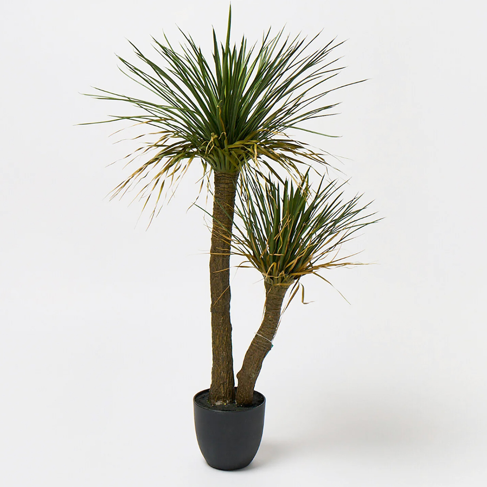 Hedgehog grass plant