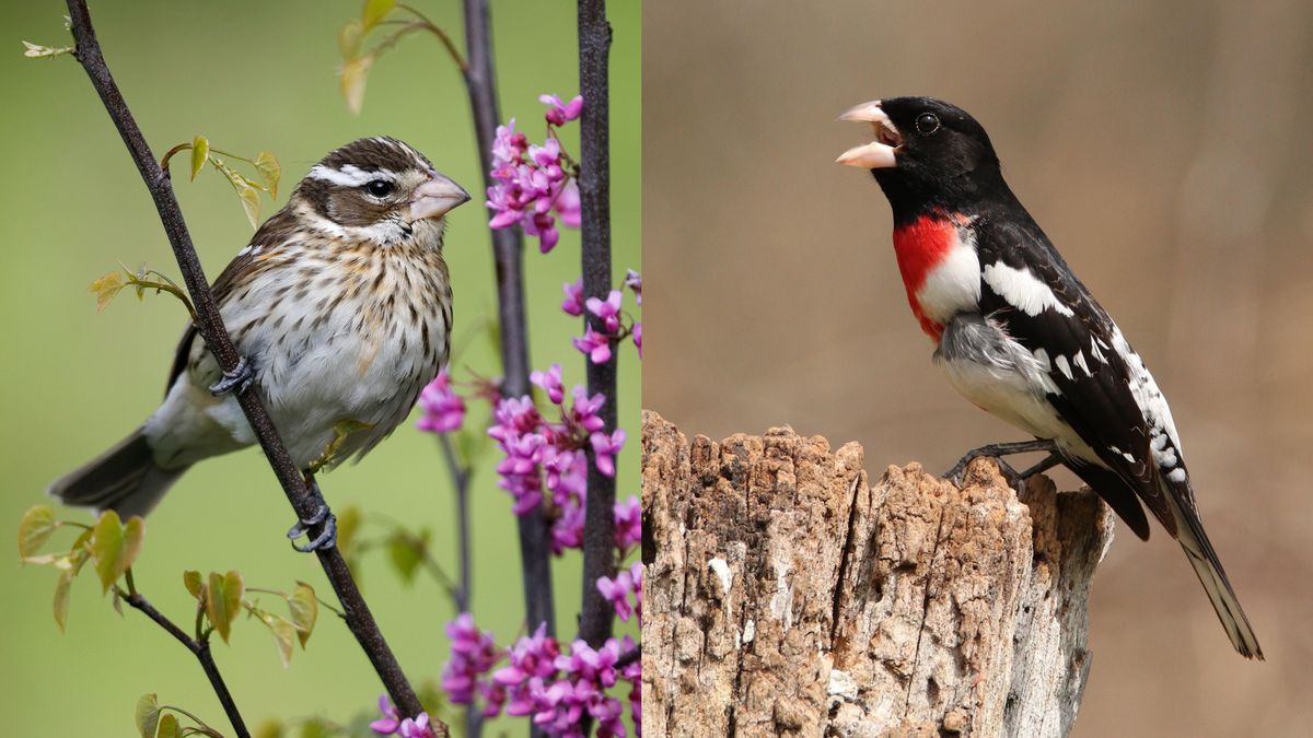 Half-male, half-female songbird discovered in Pennsylvania | Live Science