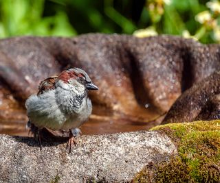 house sparrow relaxing on concrete bird bath edged with moss