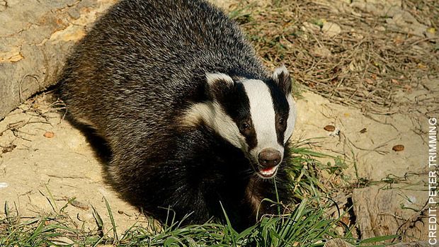 badger