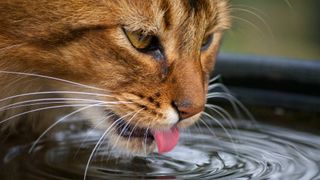 cat sipping water
