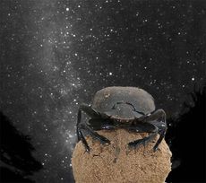 dung beetle with milky way glow in background