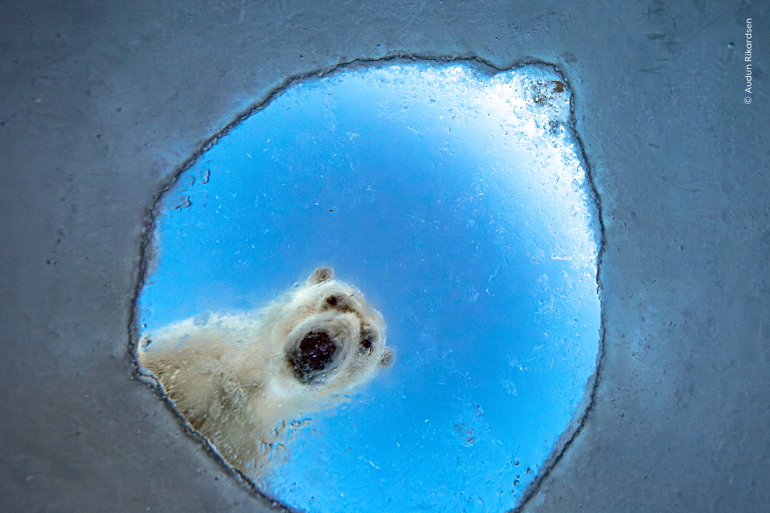 Polar bear peering through a circular hole in ice against a bright blue sky