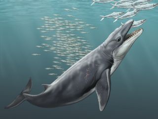 whale, toothed whale, baleen, jaw, evolution, fossil, filter feeding, prey, feeding, 