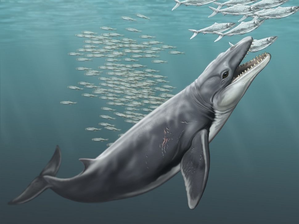 Blue Whale's Elastic Jaw Evolved From Stiff Maw | Live Science