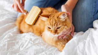 Cat being brushed with cat brush