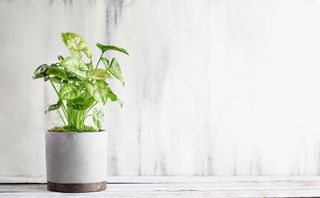 Arrowhead (Syngonium) climbing plant in a pot