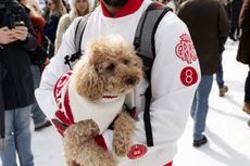 Dog in white coat