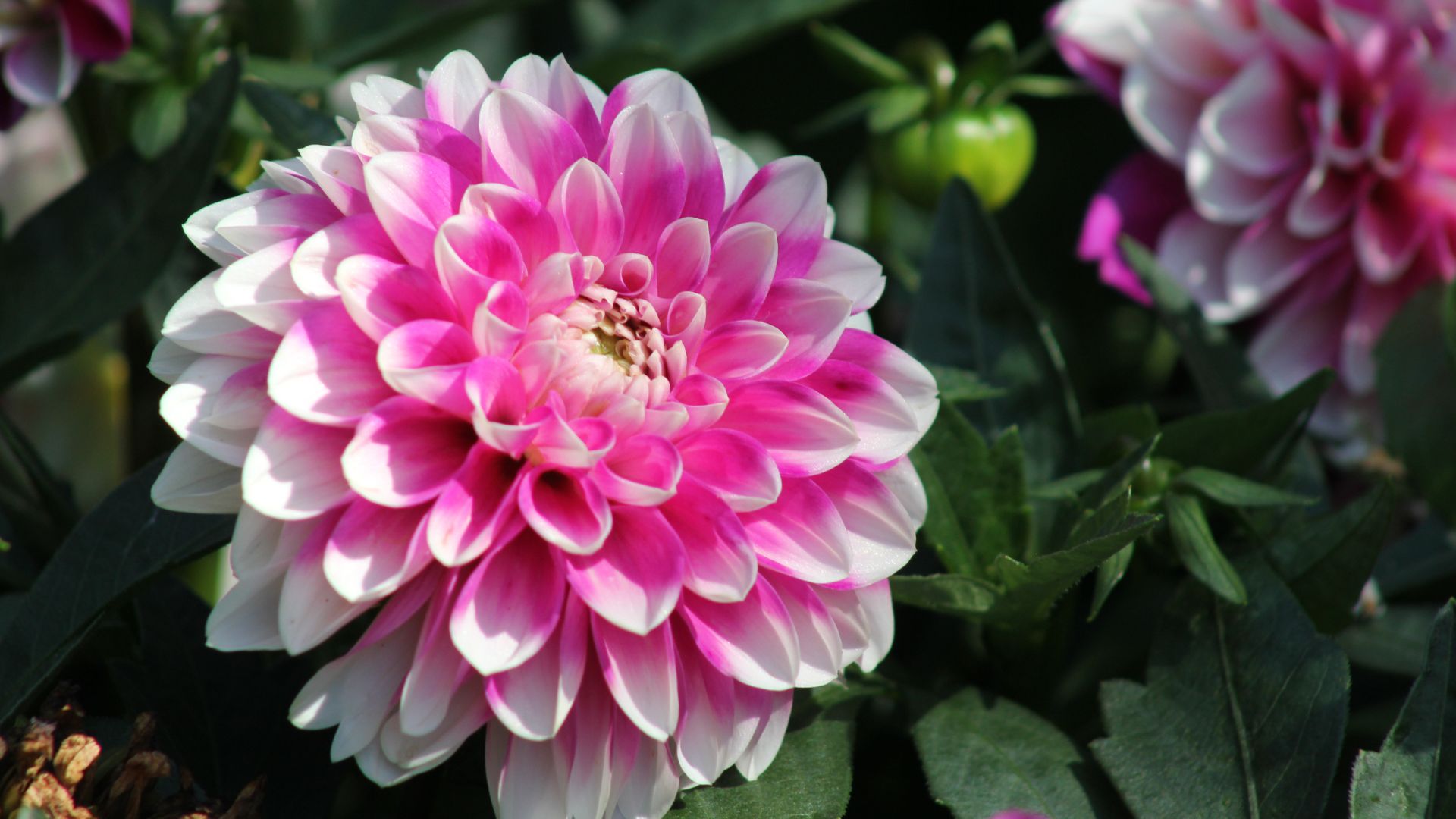 picture of pink dahlia flowers