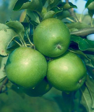 Granny Smith apples growing on a tree