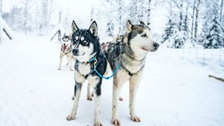Huskies standing with sled