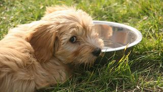 Dog with water bowl in field