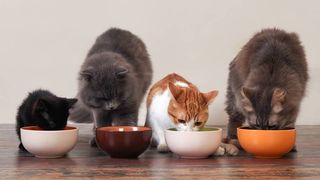 cats eating out of food dishes