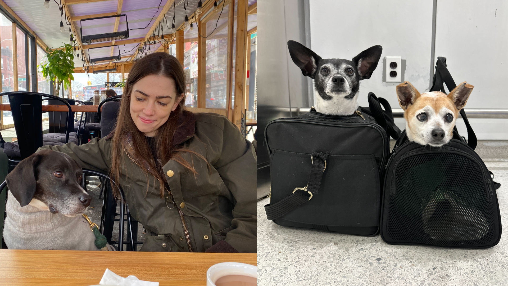 jenny hollander and her dog captain sitting at a table, two chihuahuas in their respective travel carriers