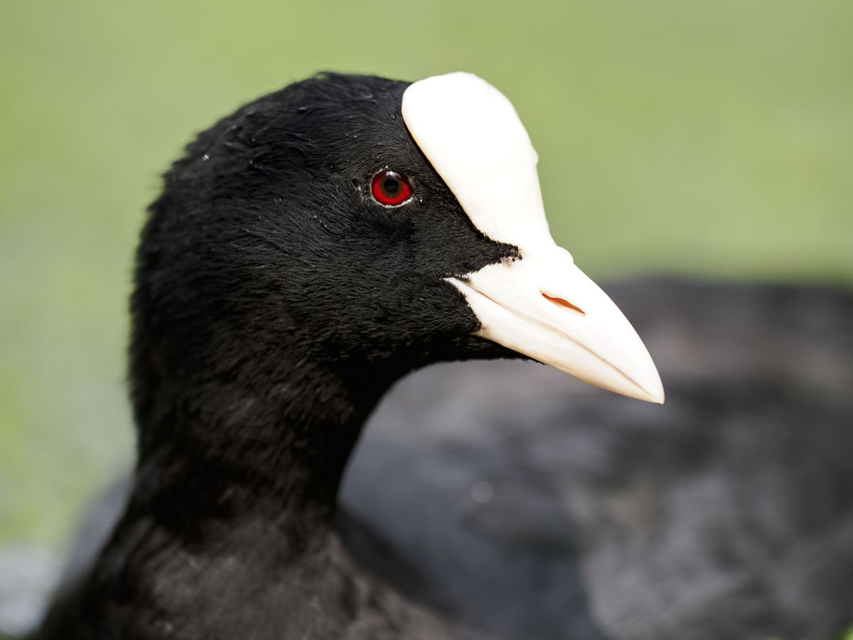 OM System 50-200mm F2.8 sample gallery: moorhen in a pond with thick pondweeds covering the water