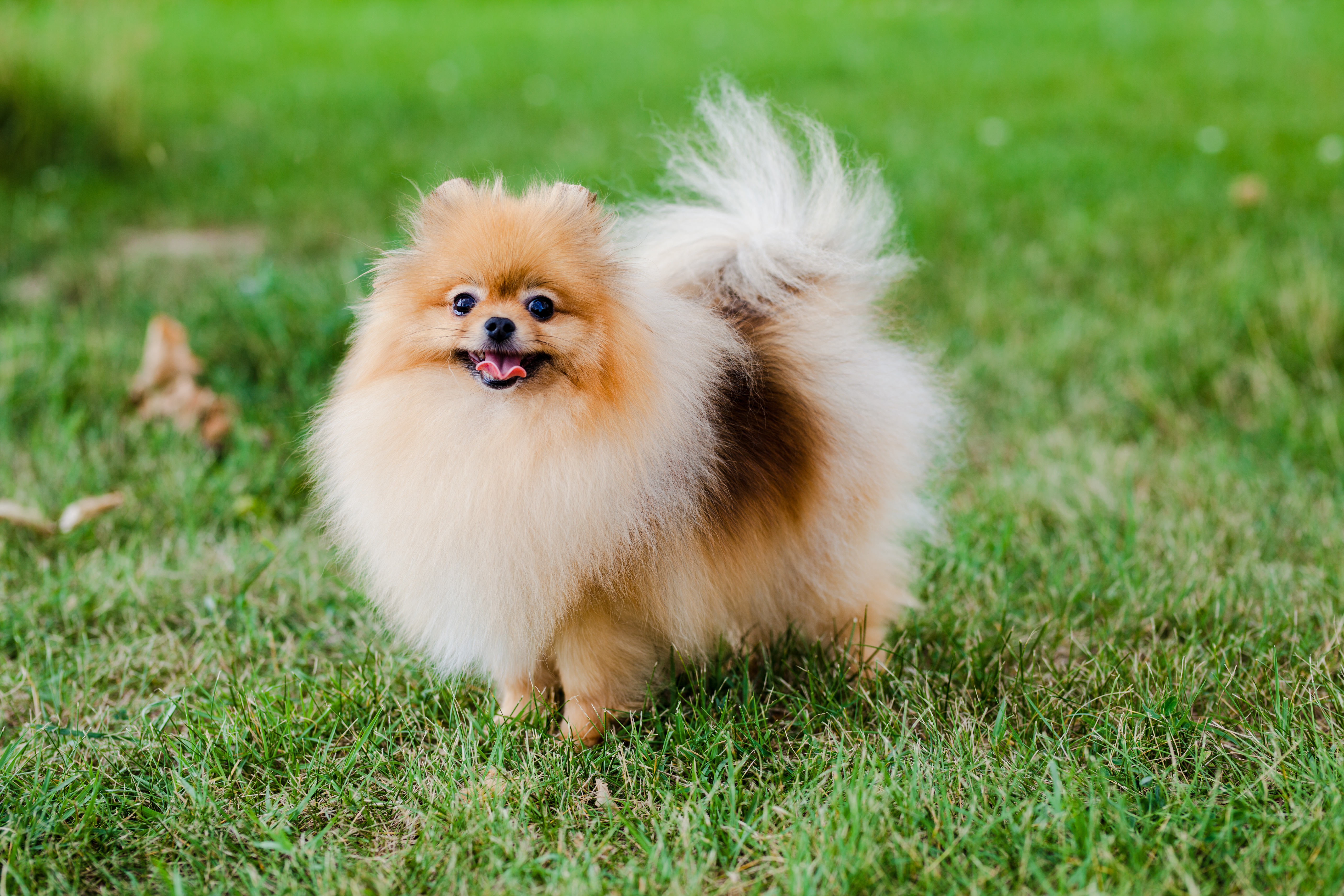 Pomeranian puppy in a meadow