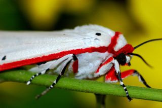 red and white moth