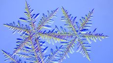 A group of snowflakes 