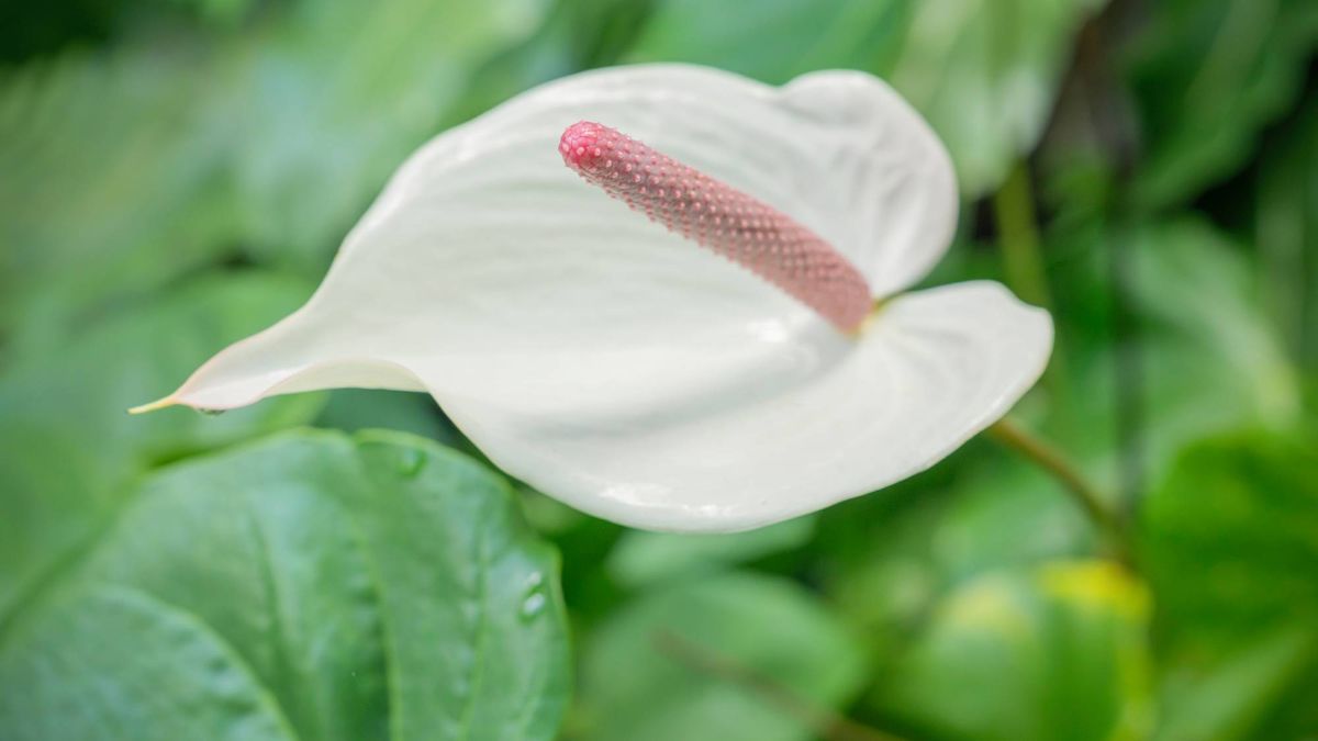 What Peace Lilies Need in July – 5 Essential Tasks for Lush Leaves and Elegant White Blooms