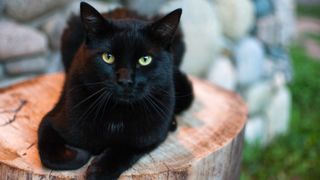 Black cat facts: Black cat sitting down on a tree stump