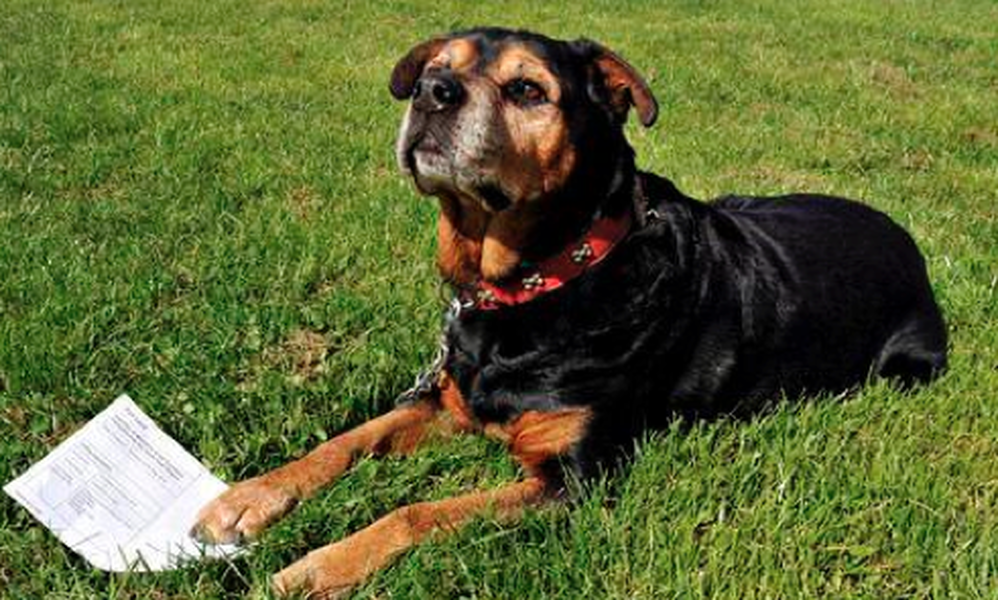 British man who allegedly registered his dog to vote faces possible prison time