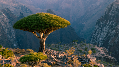 Dragon trees on Socotra Island