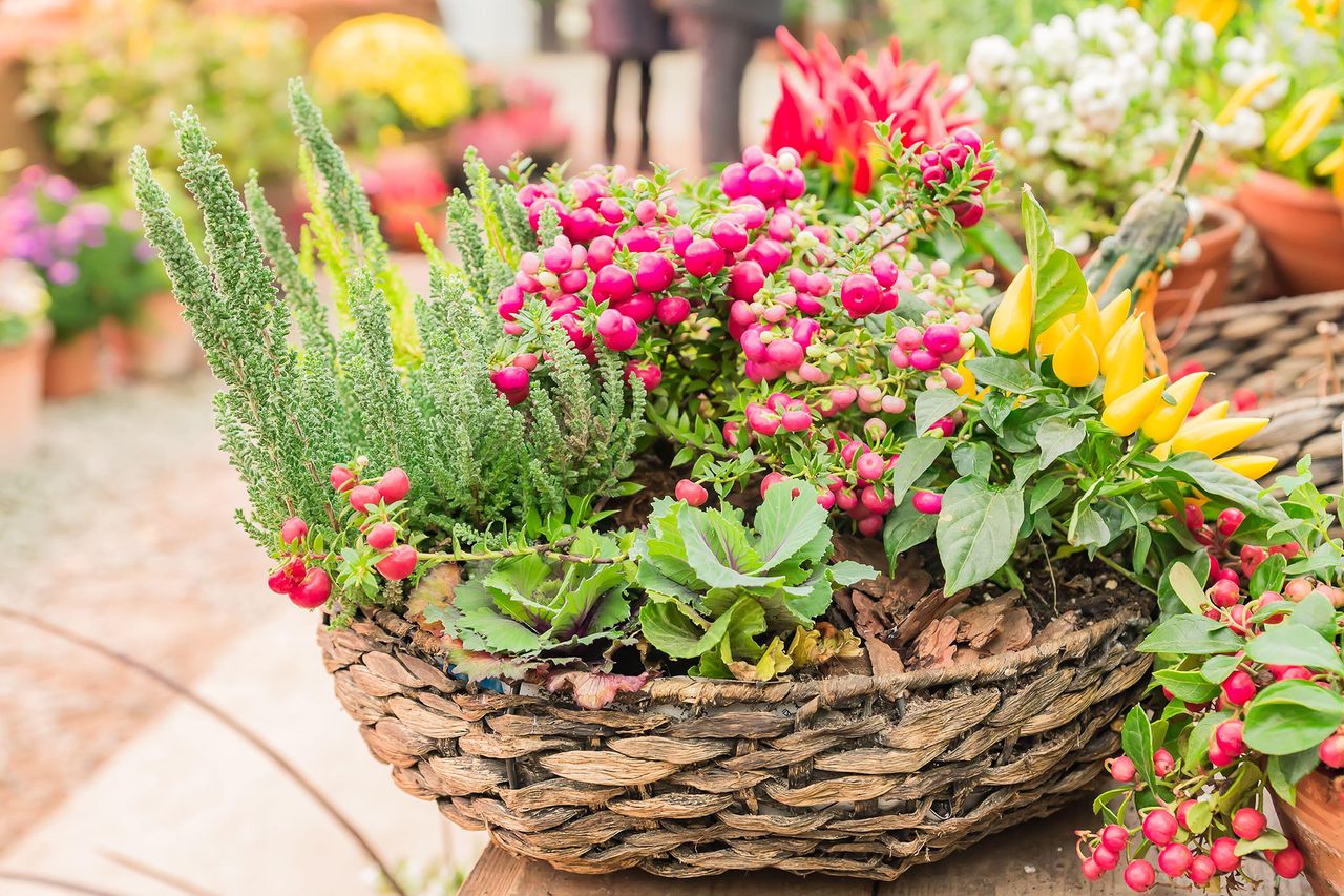 Winter hanging basket with Pernettya mucronata 