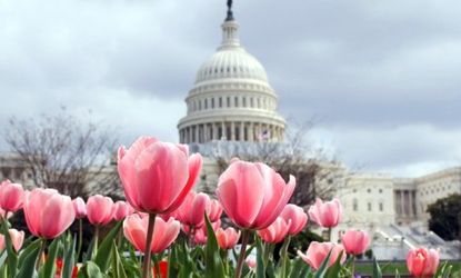 Tulips in D.C. were in full bloom by mid-March this year: Since last April, the nation has experienced the hottest 12-month stretch on record.