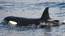 The orca swimming at the surface, with a pilot whale calf alongside her.