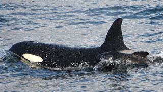 The orca swimming at the surface, with a pilot whale calf alongside her.