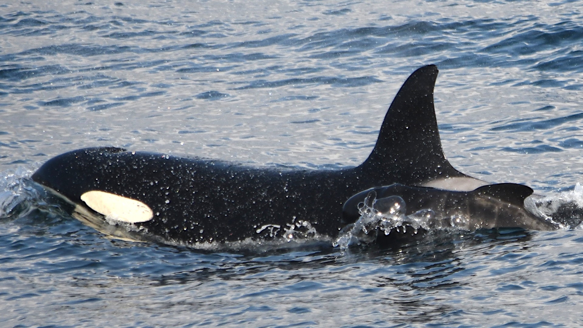 Orca appears to adopt (or abduct) a baby pilot whale | Live Science
