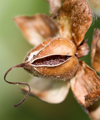 Foxglove seed heads