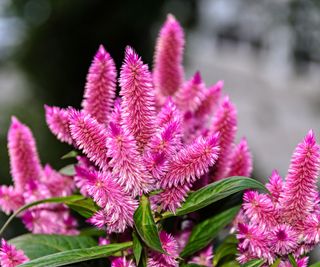 Bright pink cockscomb flowers