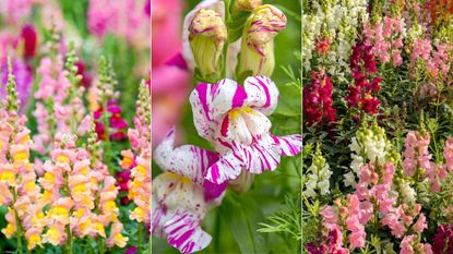 Snapdragon flowers