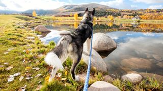 Alaskan malamute looking over a lake in the fall while wearing a leash