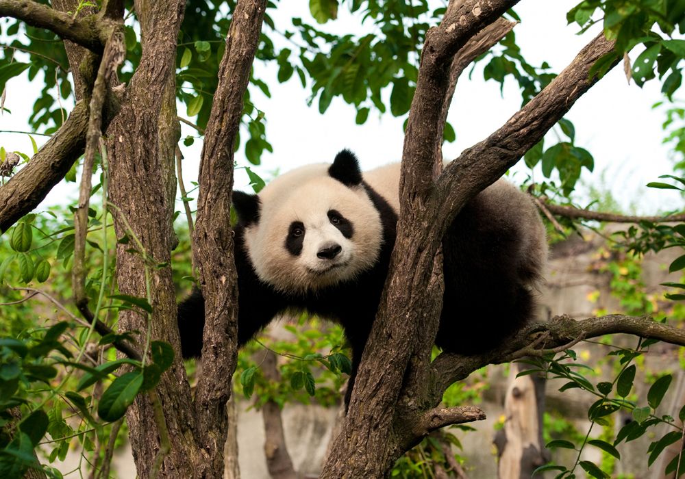 panda bear in a tree