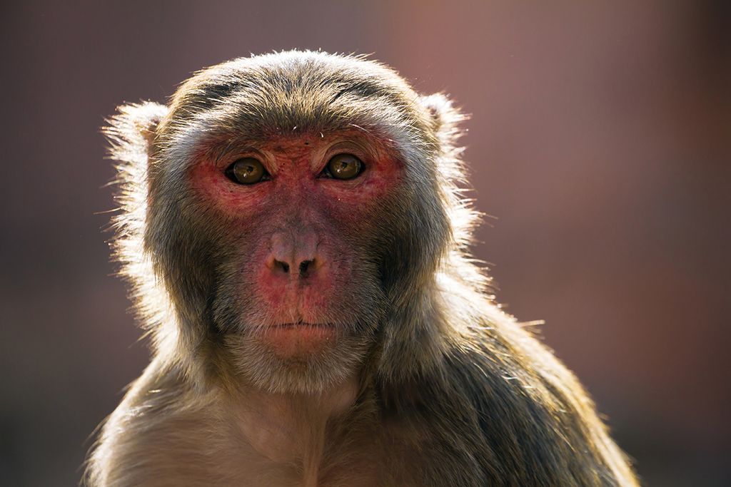 Don't Touch The Monkeys! Florida Macaques Carry Virus Lethal To Humans ...