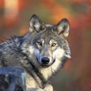 gray wolf in wild