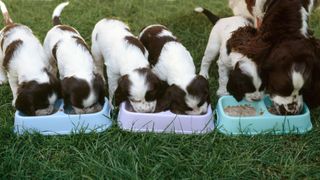 English springer spaniel puppies at feeding time