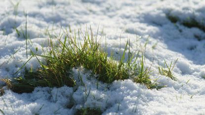 Lawn covered with snow