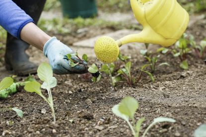 dry soil